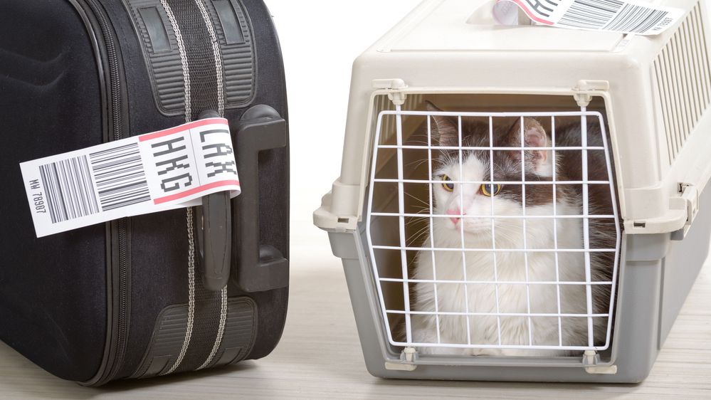 Uprchlá kočka se 11 dní skrývala na newyorském letišti ve stropě